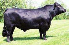 7 AAF Blackcap 5010 Birth Date: 9-5-2015 Cow 18492458 Tattoo: 5010 #Baldridge Kaboom K243 KCF #Connealy Thunder [RDF] #Parka of Conanga 241 TC Thunder 805 +52.