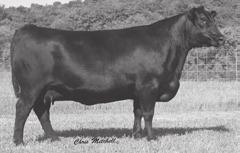 NER Eisa Erica 2650 - Donor dam of the sire of Lots 31 and 32.
