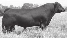 Southern Ladies - Simmental, Sim Angus 80 81 82 83 86 CLO LTS Entourage 72T - Sire of Lots 78-83. Lass R&R 2008 Birth Date: 1-2-2012 Cow Reg.No.Pdg.