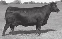Downey Ranch Complete Dispersal GAR Predestined - Sire of Lots 96-99. Callaways Erica 1173 - The $52,000 valued donor dam of Lots 96, 97 and 98.