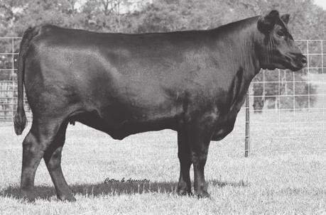Southern Ladies - Angus 1 La Terre Primrose 374N - 7L Farms donor and dam of Lot 1.