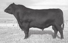 5 7L Rita X662 [NHC] Southern Ladies - Angus 4 Birth Date: 12-26-2010 Cow 16880318 Tattoo: X662 #+Boyd New Day 8005 #AAR New Trend CQS New Day EXT 1177 SVF Forever Lady 57D +16033132 +JKS Miss