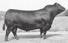 014 I+3 I+3.0 I+56 I+97 I+25 +28.04 +35.52 +42.51 +63.86 Consignor: Carrell Cattle, Santa Fe, TX Here is your chance to own one of the good ones.