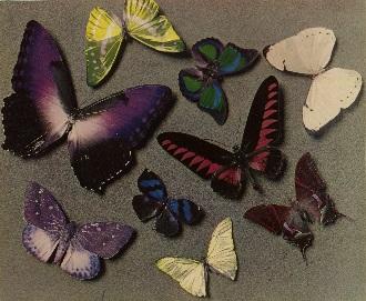 The Thrill of the Chase: The Wagstaff Collection of Photographs March 15 July 31, 2016 Butterflies, 1935. Man Ray (American, 1890-1976). Carbro print. The J. Paul Getty Museum.