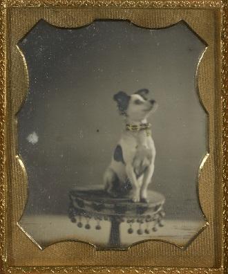 In Focus: Animalia May 26 October 18, 2015 Dog Sitting on a Table, about 1854. Hand-colored daguerreotype. The J. Paul Getty Museum.