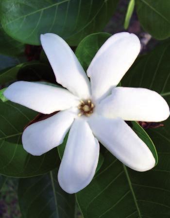 Tiare TIARE, VAHINE S BEAUTY SECRET... «Tiare» means «flower» in Tahitian and «maohi tiara» means «tiare flower».