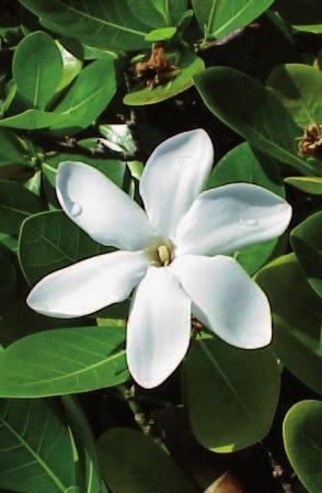 .. BOTANICAL DESCRIPTION The Gardenia tahitensis is a nubby shrub with brittle branches, up to 6 meters high with a trunk of 10cm in diameter, or on the opposite, can be a miniaturized in a 20cm high
