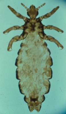 HEAD LICE Crawl - they do not jump or fly (wingless) Grayish-brown (if engorged w/ blood may