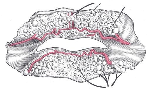 Landmarks of Sub-Surface Lip The superior and inferior labial arteries, both branches of the facial artery, supply the upper and lower lip, respectively.