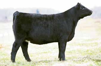 35 Kentucky Beef Expo Open Junior Show: Sunday, March 4 Kentucky Owned Junior Show: Saturday Evening, March 3 TAF FOREVER LADY 1701 Birth Date: 1-6-2017 Cow 18855632 Tattoo: 1701 Owned by: Mayson