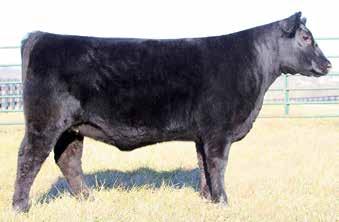 2 +39 +67 +21 +.21 +.53 $W +33.28 $F +26.59 $G +18.83 $B +91.99 Forever Lady 1701 is definitely one to look at. She has cow power potential while maintaining that beautiful show heifer look.