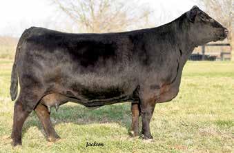 Sweepstakes Cow/Calf Pairs: Lots 44-45 Burks 1353 Primrose 725C - Lot 44 S A F Polly Z011 - Lot 45 44 Burns Primrose 1353 *17613901 BURKS 1353 PRIMROSE 725C [ OSF ] Birth Date: 1-2-2015 Cow *18105107
