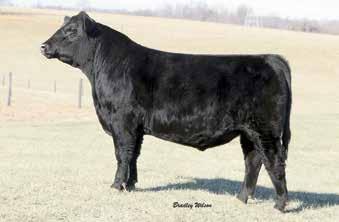 With an actual BW of 75 lbs., 908 adj. WW and a projected 1,300 lb. YW, if you are looking for a powerhouse for your operation, he will not disappoint.