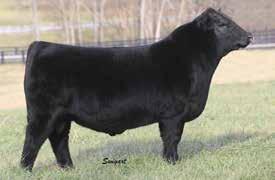 58 62nd Annual Kentucky Angus Sweepstakes Show & Sale March 2 & 3, 2018, Louisville, Kentucky HERITAGE 0129 INSIGHT 679 Birth Date: 9-29-2016 Bull 18644046 Tattoo: 679 Owned by: Jonathan Tyler