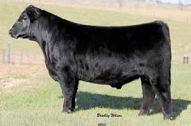 2 I+72 I+124 I+21 N/A N/A $W +57.70 $F +92.20 $G N/A $B N/A 679 is a calving-ease, high growth, phenotypically correct son of PVF Insight. He ranks in the top 3% for WW and top 4% for YW.