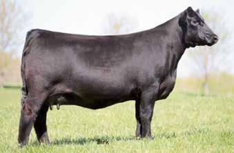 Kentucky Angus Sweepstakes, March 2 & 3, 2018 1 JOHNSON GEORGINA 750 Birth Date: 10-8-2017 Cow 19002118 Tattoo: 750 Owned by: Johnson Farms, Slaughters, KY # Connealy Consensus 7229 Connealy Black