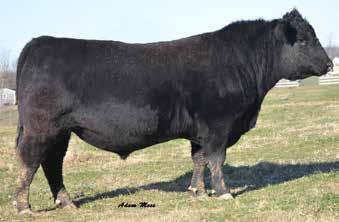 This bull deserves your attention if you are looking for a herd sire that will work in any herd. Honors has the growth, eye appeal, with a big foot and soundness we need.