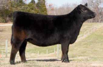 18 Sweepstakes, Late Junior Heifer Calves: Lots 18-28 TBA ELBA 418 Birth Date: 4-28-2017 Cow 18982388 Tattoo: 418 Owned by: Two Brothers Angus, Carrollton, KY #TC Stockman 365 Gambles Sweet Emotion
