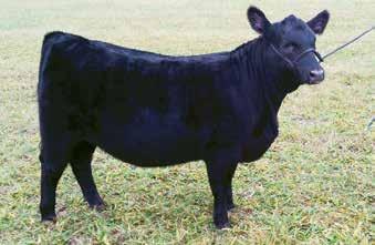 29 Sweepstakes Early Junior Heifer Calves: Lots 29-36 WBA GEORGINA 71 Birth Date: 2-11-2017 Cow 18758305 Tattoo: 71 Owned by: Fouts & Fouts Farm, London, KY *SAV International 2020 Johnson Georgina