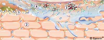 Age, poor nutrition, incorrect hygiene and other factors lead to a reduction in EFAs 1. surface cutaneous lipids 2. epidermal cells 3.