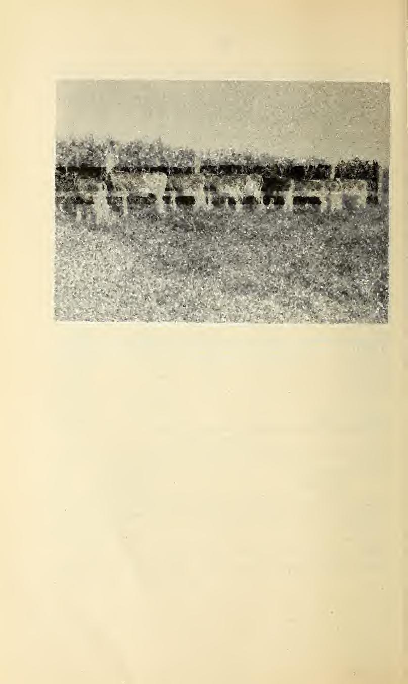 22 Nine Jersey heifer calves