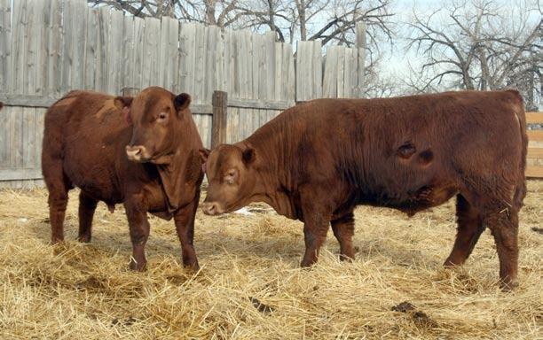 ANNUAL PRODUCTION SALE April 4, 2013 at 1:00 PM SELLING: 51 RED ANGUS