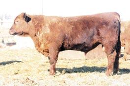 His first calves look really good and came easy. We used him primarily on first calf heifers. There is a lot to like here. 7-2.5 54 79 26 53 5 5 2 10 0.33 0.02 0.