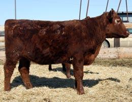 Dark red extra long, big bodied and ready to go to work. Shirley is a low birth weight high, weaning heifer that has the potential to raise herd bulls and top replacements.