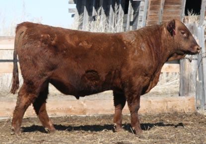 Red Angus of Oregon. 2nd time is Maestro who has a very nice set of calves in this sale. Even with these siblings already producing I would wager that this is the best one yet.