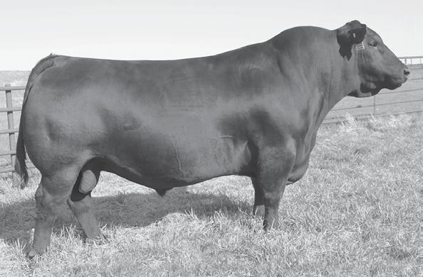 REFERENCE SIRES S A V Resource 1441 [ AMF-CAF-D2F-DDF-M1F-NHF-OHF-OSF ] Birth Date: 1-7-2011 Bull Tattoo: 1441 A Rito N Bar Rito 707 of Ideal 3407 7075 Eriskay of Rollin Rock 3 +13066860 #Ideal 1418