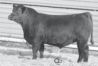 74 Heifer Bull 2 @ 106 2 @ 92 ROTH BLACK GRANITE 750 01/13/17 Reg# 19022371 Tattoo: 750 22 #Connealy Consensus 7229 #CONNEALY CONSENSUS #EURA ELGA OF CONANGA 9109 #S A V BISMARCK 5682 ROTH TIGER 115