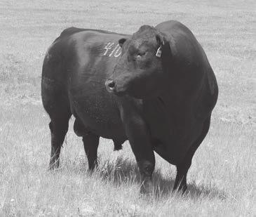 Spring Cove Longevity 4551 Bull calved: 4/10/14 tattoo: 4551 reg: 17924926 CONNEALY PRODUCT 568 CONNEALY FINAL PRODUCT# EBONISTA OF CONANGA 471# SITZ LONGEVITY 556Z WOODHILL FORESIGHT# SITZ PRIDE
