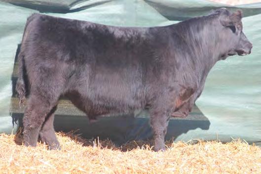 This one comes with lots of rib and tips the scale with performance and muscle. His dam has ratios of WW 4@106 and YW 3@123.