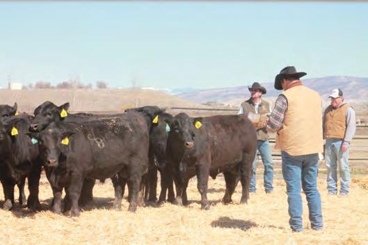 89 A extended fronted bull with a world of body and power. His ratios are BW of 112 and YW of 101. His dam has recorded BW of 3@105. 23 Act. BW 80 Adj.