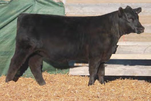 WW 682 933 37 +2.7 +58 +98 +24 +39.94 +48.49 This fancy January heifer has worlds of good. She s a slick fronted, high volume female that sets the stage for this high quality offering.