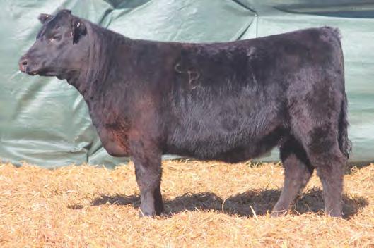 60 +22.41 +90.51 This Cash daughter reads donor prospect. She is extremely big ribbed, offering a ton of dimension that blends together for an exceptional brood cow candidate.