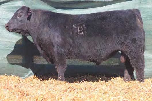 66 +.75 +60.61 +82.68 +38.78 This Cash son is all BULL with added performance and growth. He will surely be at the top of many cattlemen s lists. He posted WW ratio of 108 and YW of 101.