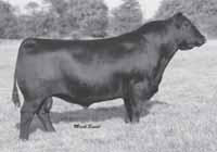 About as much eye appeal in a bull as GAR Retail Product Connealy Product Pride Fine of Conanga GAR Predestined Ebonista of Conanga Ebonista of Conanga Production EPDs CED BW WW YW Milk 3 0.