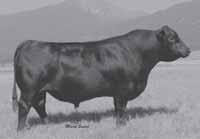 REFERENCE SIRES MYTTY FOREFRONT 77P AAA 14874578 Birth Date: 1-20-04 77P has been the go to bull at Mytty Angus the past several years.