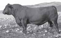 Sires bulls that are high in performance Resource shows him being a bull that excels in weaning and yearling weight while adding ribeye and RR Rito 707 Rito 707 of Ideal 37 7075 Ideal 37 of 18 706