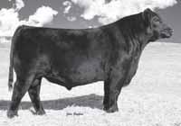 077 SITZ INVESTMENT 660Z AAA 17179119 Birth Date: 1-26-12 One of the greatest sons of to ever hit the ground and one of the most talked about bulls ever produced at Sitz Angus Ranch.
