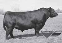 REFERENCE SIRES NET RETURN 8197 AAA 16036822 Birth Date: 3-11-08 Net Return sires progeny that excel in muscle shape, they truly have that extra dimension that cattle buyers seek.
