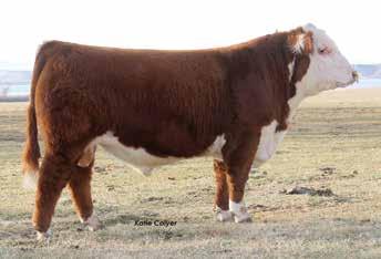 Dam has an average ratio of 116 on 20 head. A full sister sold for $25,000 in our fall sale. Full brothers sell as s 37, 40, 46, 48, 59 and 62.