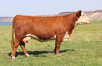 C 88X Notice Me 1311 Donor Dam of s 29, 45, 53, 54, 58, 60, 64 and 75 52 C Wildcat 6118 -S Lady Advance 176L R111 Dam of s 67, 70 and 74 C MILES MCKEE 6116 51 43672924 Calved: Jan.