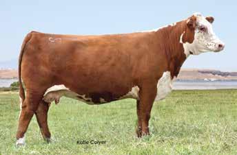 His grandmother was also a highly productive female that we sold to Australia several years ago. Dam is a big bodied cow with sons to Arapahoe and Little. Top 2% Milk, top 5%, top 20% CHB$.
