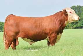 F1 YEARLING S X C Miles McKee 2103 Sire of s 143, 144 and 145 CCC Lady Bismarck 1095 Dam of s 143 and 145 X NJW 98S R117 Ribeye 88X Sire of 146 CCC Bismarck Lady 2010 Dam of 144 s 143, 144 and 145