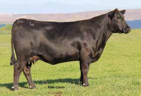 These bulls are well marked, great structured and excel in terms of power and performance. 143 X5305 Polled Calved; Sept.