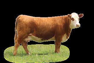 s of maternal cattle in this one s pedigree. 2.2 3.5 46 76 23 0.35 0.27 21 17 18 26 This is a three-quarter sister to 162 and a nice made young female. She goes back to Achiever on the bottom side.