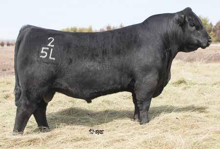 ANGUS REFERENCE SIRES Ref. I Sire CONNEALY BLACK GRANITE 17028963 Calved: Jan.