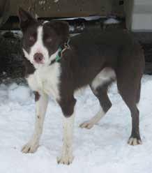 TRAINED REGISTERED BORDER COLLIE DOGS STONE AND COLT SELL DURING THE COLYER SALE FEB. 27, 2017 Stone is a dark red and white border collie. He is a good natured dog with lots of talent.